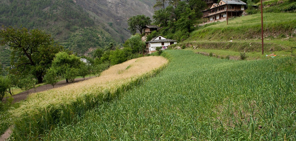 Gushaini - Tirthan Valley