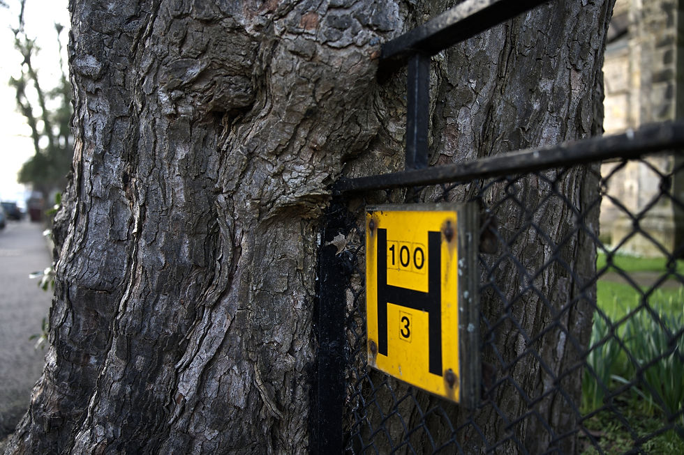 Nature's Reclamation