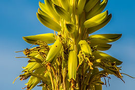Aloe gariepensis, the yellow flowering form