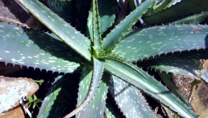 Aloe greenii