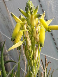 Aloe fouriei