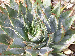 Aloe pratensis