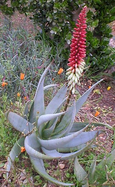 Aloe petricola