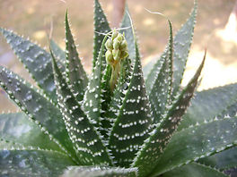 Aloe aristata bearing fruit