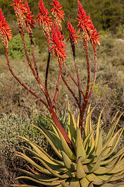 Aloe khamiesensis