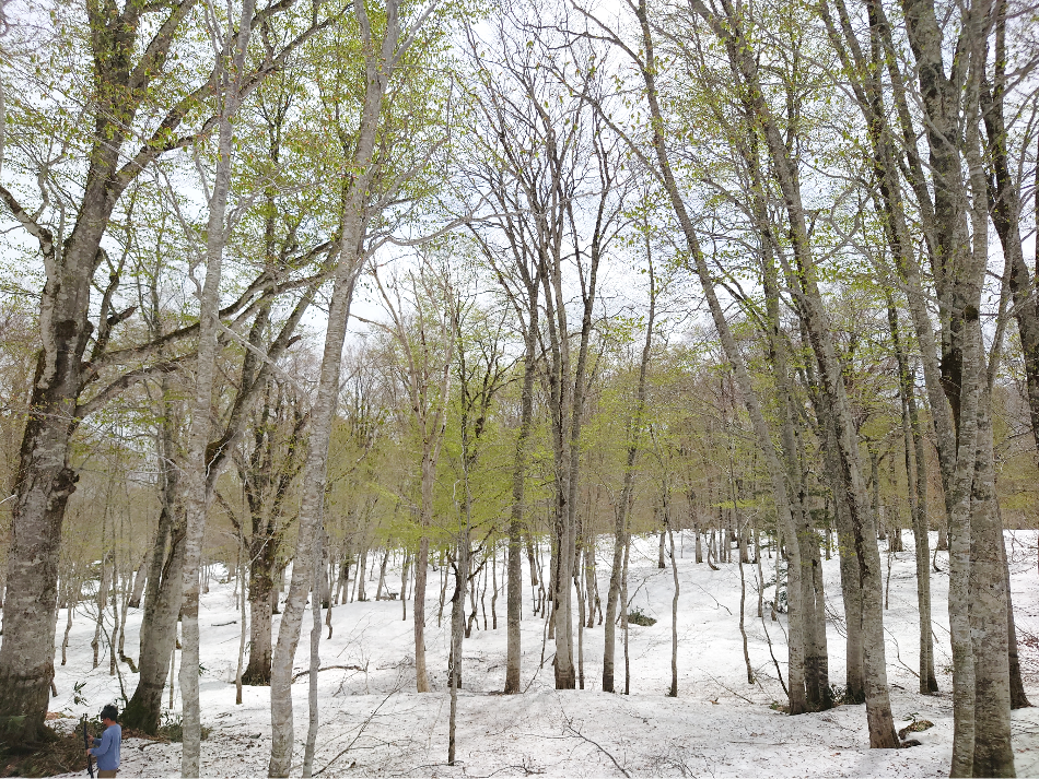 残雪と新緑のブナの森