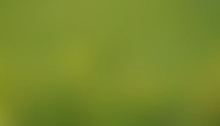 キンコウカ