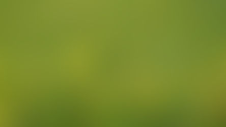キンコウカ