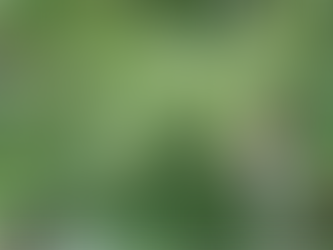 杏仁豆腐の香りのお酒!?色とりどり【ウワミズザクラの実】で果実酒作り