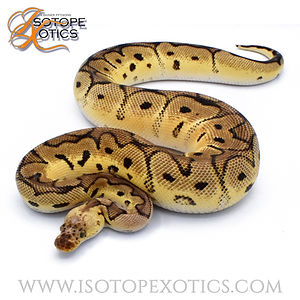 M Pastel OD Clown1E.jpg