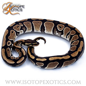 F Scrambler 66%  TH E.jpg