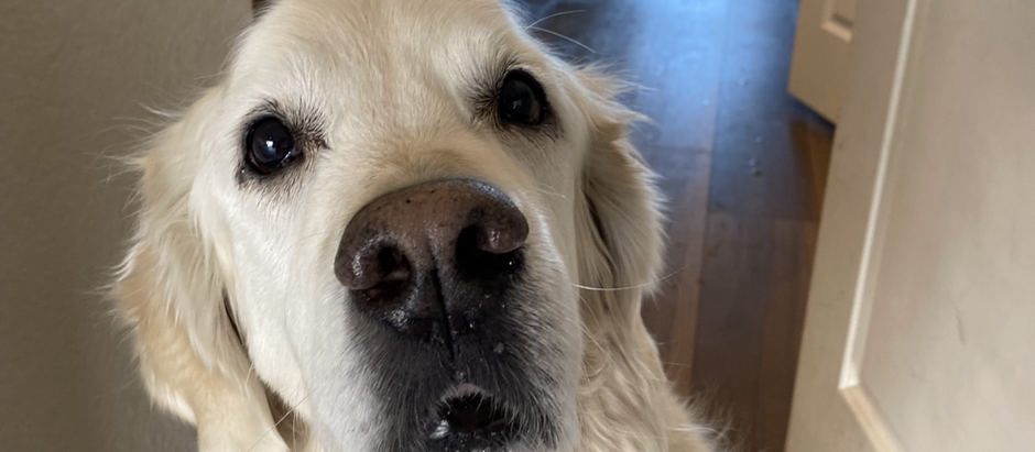 3 Lessons my dogs passing has taught me 