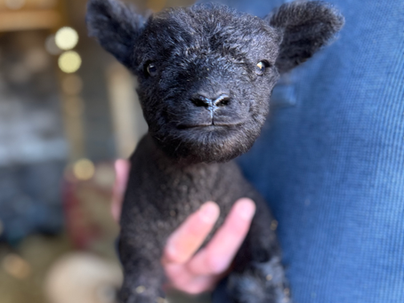 Eclair - Babydoll Southdown Ewe