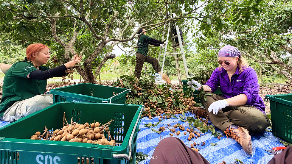 The SOS team doing fieldwork at a longan farm just outside the city.