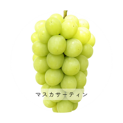 マスカサーティン　ぶどう　山梨県勝沼産