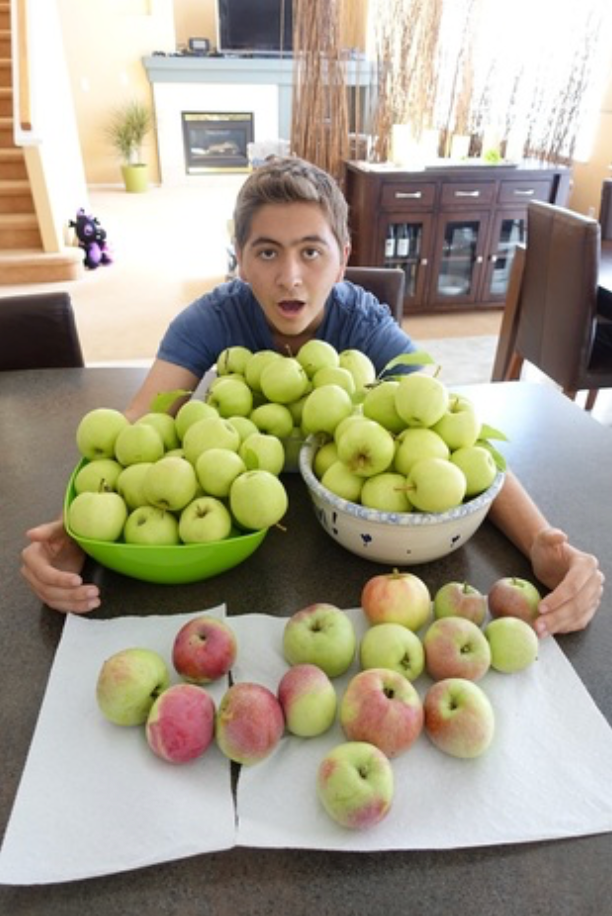 picked some apples from the tree today