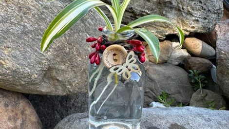 Care For Hydroponic House Plants, Succulents & Air Plants