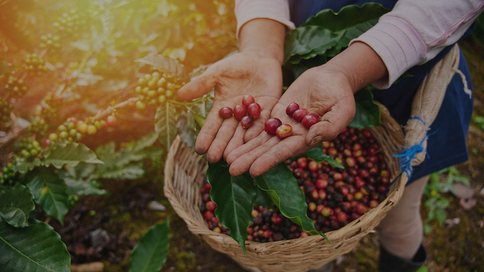 cà phê rang xay abazan