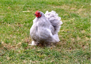 poules