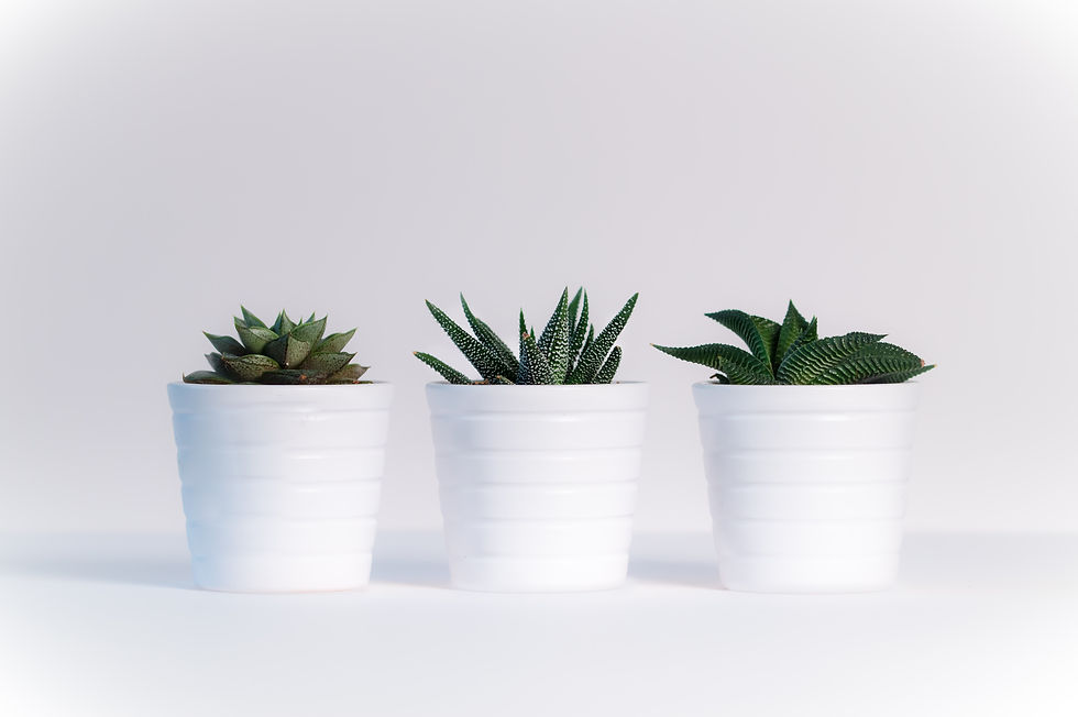 pexels-ylanite-koppens-776656.jpg