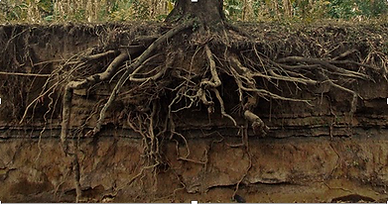 Root system of tree.