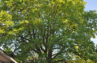 Tulip tree.