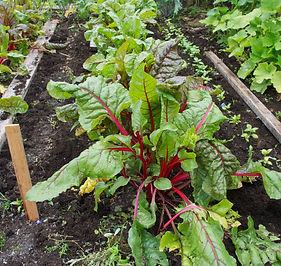 Rhubarb chard.