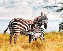 Zebras