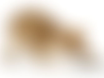 สัญญาณสุขภาพดี ดูได้จากวิถีการกินของน้องแมว