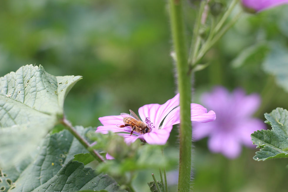 Malva sylvestris L.