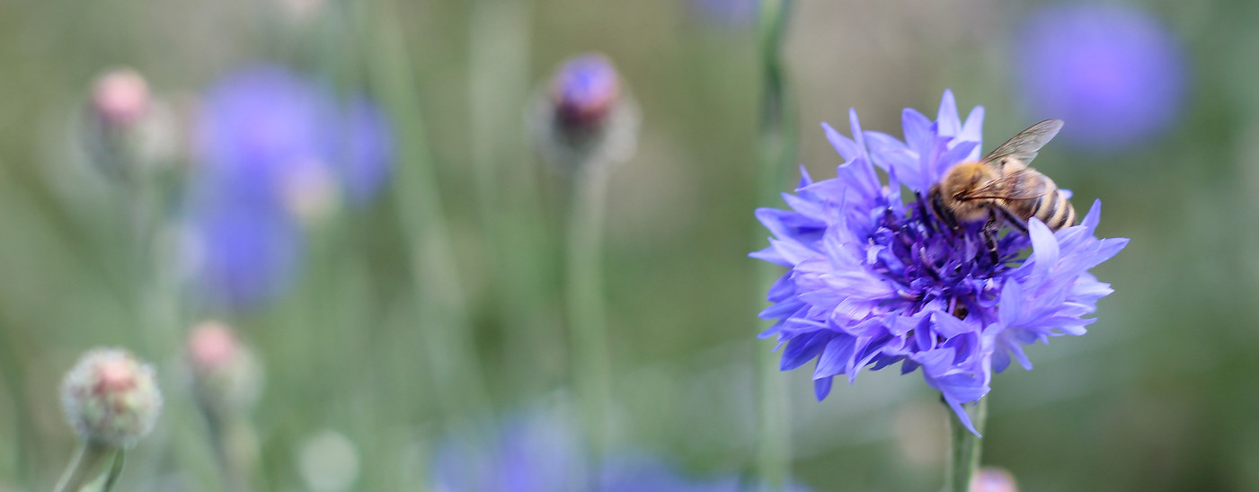 Centaurea Cyanus (Fiordaliso)