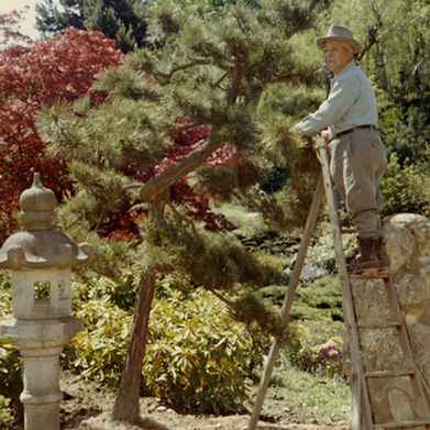 93 year old Fujitaro Kubota on ladder high up in a pine tree.