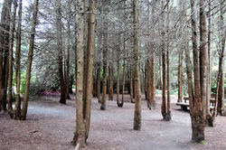 The Fera Fera Forest