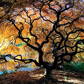 2020_fall_maple_LDugdale.jpg