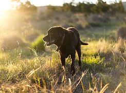 A black labrador in a field with a bit of fog
