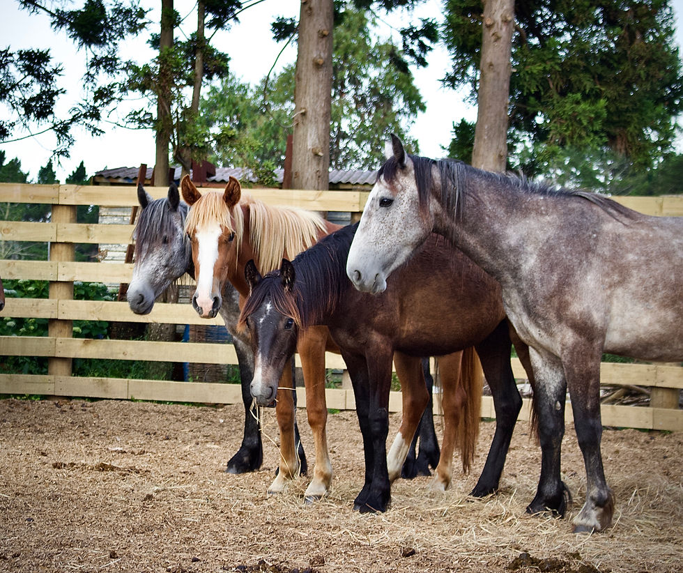 herd in yard coloured horses.jpeg