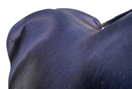 Mwdium Wide horse wither profile copy.png