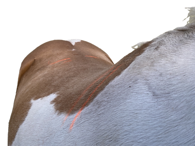 Wide horse wither profile copy.png