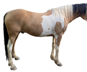 Wide horse body shot copy.png