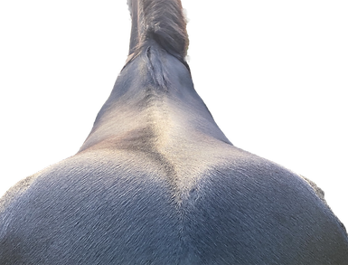 Medium wide horse back profile copy.png