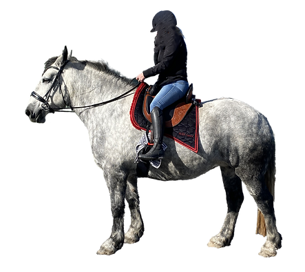 Rider is tipping back Hidalg saddle Australia.png