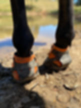 Horse hooves with hoof boots on