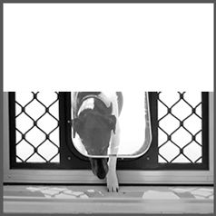 Dog-Cat-Pet-Door-Flap-Petway-Prowler-Proof-Chalmers-Security-Installations-Brisbane-Installer