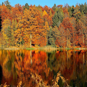 Finding Balance in the Fall: The Wisdom of the Metal Element for Every Stage of Life