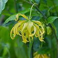 Ylang Ylang.jpg