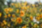 background image of yellow flowers