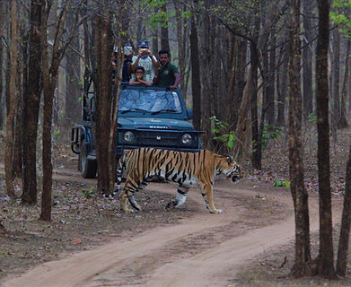 Tiger Sightings at Pench, La Selva Resort