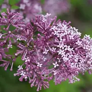 bloomerang_purple_syringa-1380Optimized-788x533 (1).webp