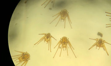 foto larva erizo proyecto IT23I0016_edited.jpg