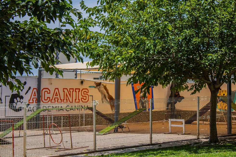 Pista de agilidad / Área verde